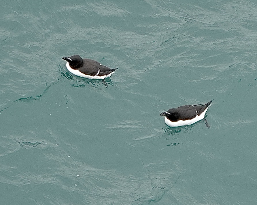 razorbill